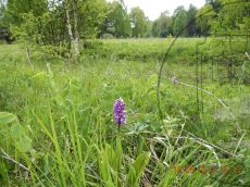 Orchis-militaris_Азиш-Тау_стация